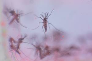 En Mendoza avanzan con el plan de liberar mosquitos machos Aedes aegypti estériles para controlar el dengue