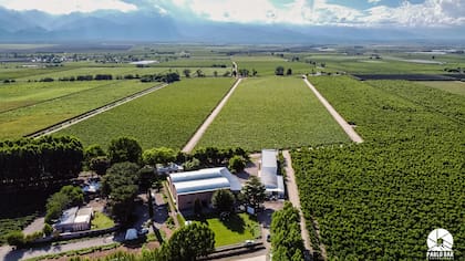 En Mendoza la bodega tiene cuatro fincas en producción.