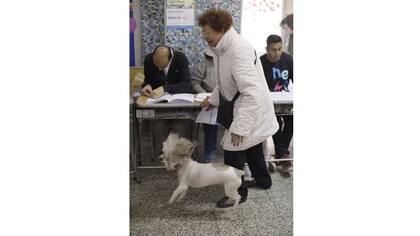En Mendoza Luci llevó a votar a su perra Minima