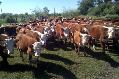 Los problemas de preñez en las vacas y el menor engorde de novillos son señalados como factores de preocupación para la actividad durante el año próximo