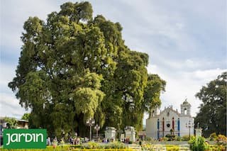 Los cuatro árboles récord que el mundo intenta proteger