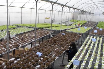 Hoy, los Lisanti tienen más de 400 clientes activos, donde algunos se acercan al lugar y otros prefieren el envío a domicilio.