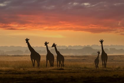 "En mis años tras la lente, he tenido el privilegio de capturar momentos que trascienden lo visual para convertirse en experiencias profundamente emotivas. Desde los yaguaretés acechando en los márgenes de un río hasta los atardeceres dorados sobre las montañas de la Patagonia, cada imagen guarda una historia".