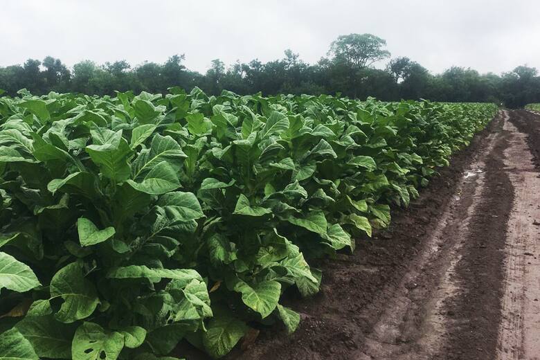 Contrabando de tabaco a Brasil: la crisis en Misiones y la caída del acopio histórico