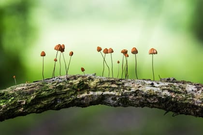 En Misiones la variedad de hongos es sorprendente.