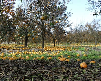 En Mocoretá, Corrientes, una helada que afectó a las plantas de naranja.
