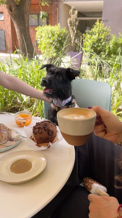 En Modo Pet Café, la mascota de la casa es una invitada de lujo.