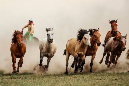 En Mongolia, los caballos son una parte esencial de la cultura