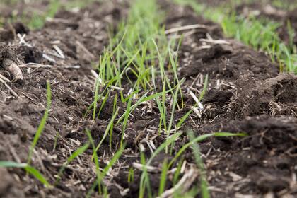 En muchas regiones falta humedad para el inicio de la siembra