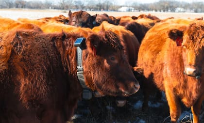 En Mushrush Ranches colocaron collares inteligentes en 200 vacas