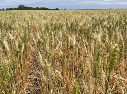 En Noetinger, al sudeste de Córdoba, los trigos fueron afectados por la sequía y las últimas heladas. Foto Juan Pablo Ioele