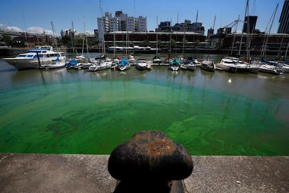 En noviembre de 2020 las cianobacterias se hicieron ver al teñir de verde las aguas de Puerto Madero
