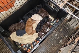 Agravan las penas por maltrato animal en la ciudad