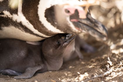En noviembre se puede ver el nacimiento de los pingüinos