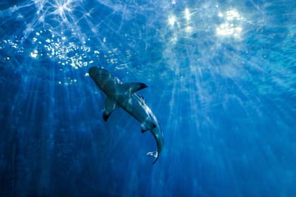 En Nueva York se encuentran 13 especies diferentes de tiburones