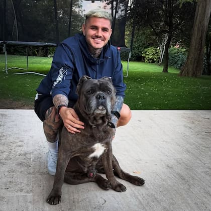 En octubre de 2025, el futbolista publicó postales junto a este imponente Cane Corso (Foto: Instagram/@mauroicardi)