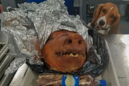 En octubre del año pasado, en el aeropuerto de Atlanta un beagle de la brigada de EE.UU. detectó una cabeza de cerdo asada en un equipaje