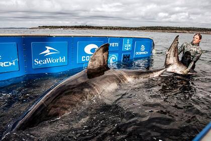 En octubre del año pasado, los investigadores de Ocearch pudieron retener a Nukumi para colocarle el rastreador satelital