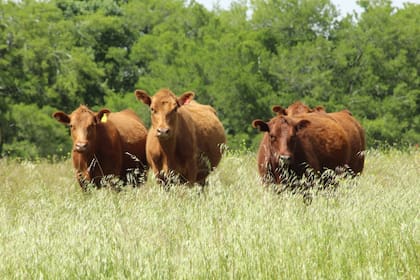 En octubre, el precio al productor alcanzó los $4113 por kilo de novillo y $4040 por kilo de ternero, lo que representa una suba mensual del 27%