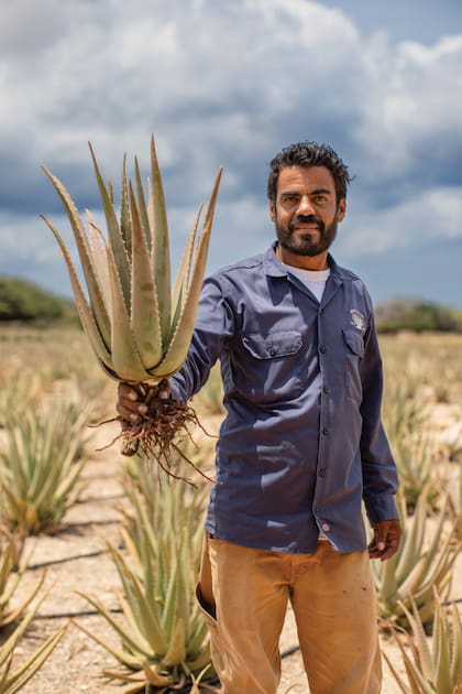 En Oranjestad está la fábrica museo y tienda de Aloe Vera.