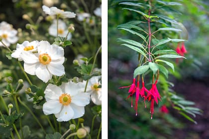 En otoño, a la anémona se la nota y valora: cuando sus flores emergen largamente sobre las hojas, da vida a ese período en que el jardín comienza a aquietarse a la espera del invierno. La aljaba es una trepadora ideal para jardines sombreados