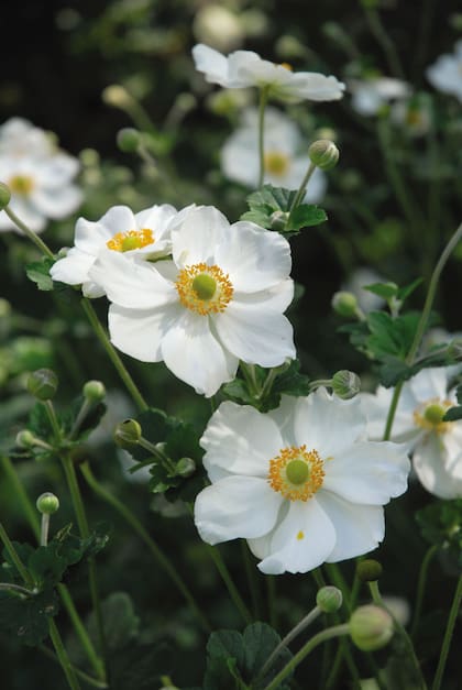 En otoño, a la anémona se la nota y valora: cuando sus flores emergen largamente sobre las hojas, da vida a ese período en que el jardín comienza a aquietarse a la espera del invierno.