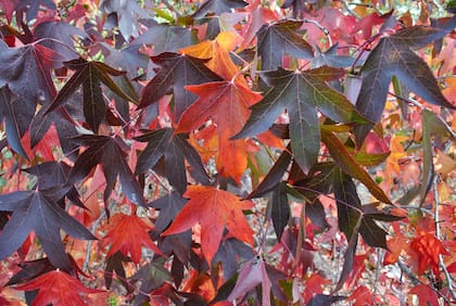 En otoño, algunas especies como el Liquidambar dejan expuestos sus pigmentos secundarios y transforman su color