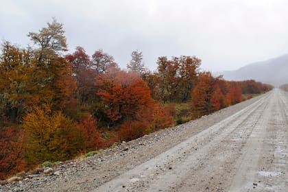 En otoño, el ñire transforma el paisaje