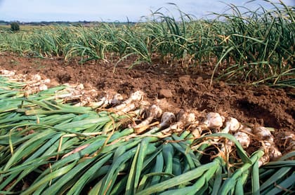 En otoño, es momento de plantar ajo, se colocan los dientes de ajo con la punta hacia arriba y de cada diente se obtendrá una cabeza entera