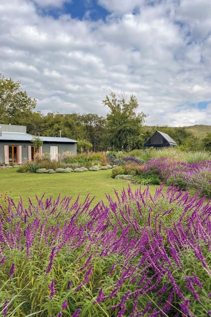 En otoño florecen las borduras de Salvia leucantha