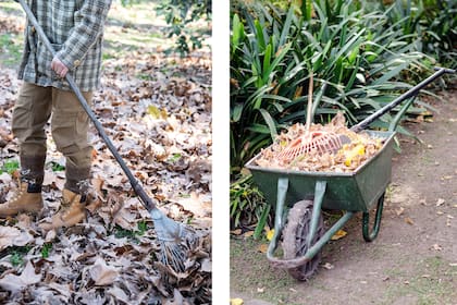 En otoño, la abundancia de hojas secas en el suelo puede provocar exceso de humedad, proliferación de hongos patógenos y hasta refugio para roedores. Es mejor retirarlas frecuentemente y llevarlas al compost.