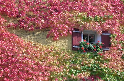 En otoño las hojas de parra virgen cambian su color