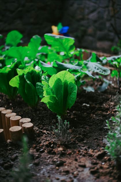 En otoño pueden plantarse verduras de hoja, como la acelga, espinaca, radicheta y remolacha