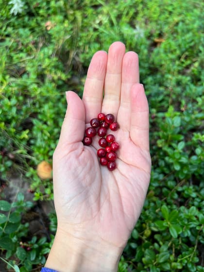En otoño recolectan verduras del jardín, hielo para agua potable y madera para quemar en el horno, además de bayas y setas en el bosque