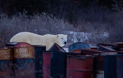 En otras partes del Ártico, la disminución del hielo marino está provocando que los osos se acerquen a las comunidades humanas en busca de alimento