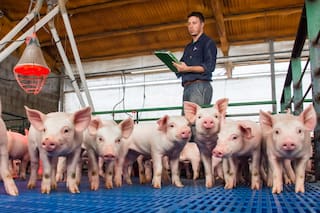Llegó la hora del asociativismo en la producción de carne porcina