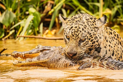 En Pantanal se puede ver cómo un yaguareté caza un yacaré