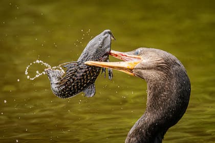 En Pantanal, un biguá se entretiene con un pez