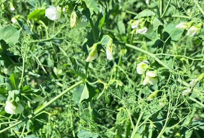 En particular, las arvejas verdes permiten cubrir el suelo y al mismo tiempo preparar el terreno para el maíz, en una doble estrategia que combina rentabilidad en diciembre y un cultivo posterior en condiciones óptimas