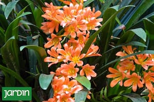 Cómo llenar de flores tu patio oscuro sin renunciar al color