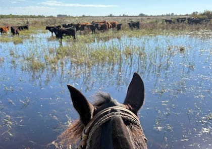 En Pehuajó, los bajos volvieron a llenarse y el ingreso a los lotes se volvió cada vez más difícil, en un contexto de lluvias persistentes
