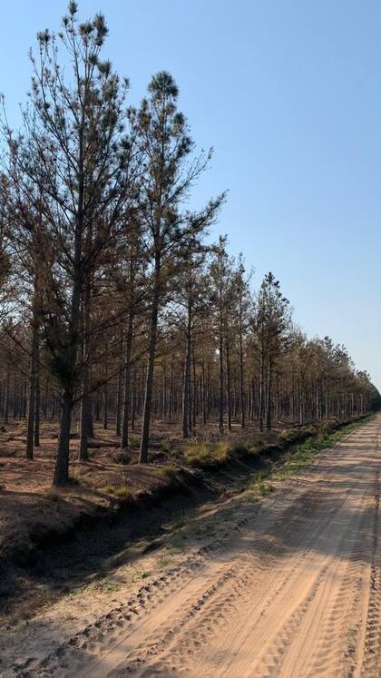 En pino y Eucaliptus perdieron en los últimos dos años un 40% de crecimiento por la sequía 