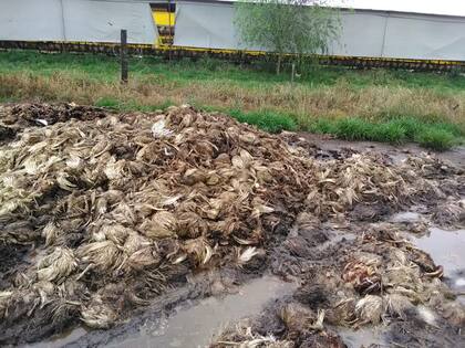 En Pinzón, a unos 10 kilómetros de la ciudad bonaerense de Pergamino,  2000 gallinas se murieron por la ola de calor y un corte de luz que duró más de cinco horas