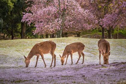 En plena pandemia de coronavirus los ciervos caminan por el parque público de Japón con todos los cerezos florecidos