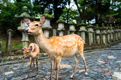 El Parque de Nara, sin turistas por la pandemia, mientras los ciervos adornan el paisaje