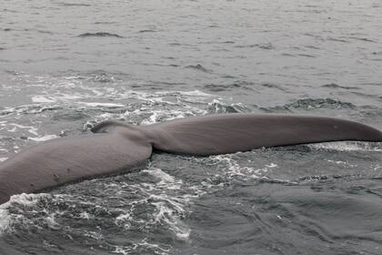 En pleno avistaje, cola de ballena franca austral