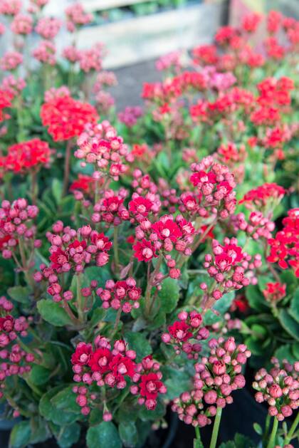 En pleno invierno, algunas plantas como Kalanchoe blossfeldiana regalan todo su color