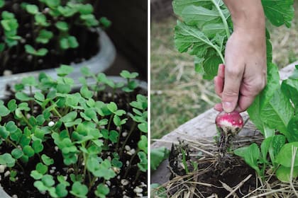 En pleno proceso de germinación y recién cosechados, los rabanitos son ideales para la huerta de un principiante.