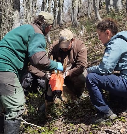 En pleno proceso de recambio del collar con GPS