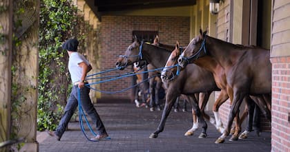 En "Polo", equipos como La Dolfina y Valiente comparten establos y equipo. Polistas como Adolfo Cambiaso y su hijo, Poroto Cambiaso, entrenan juntos